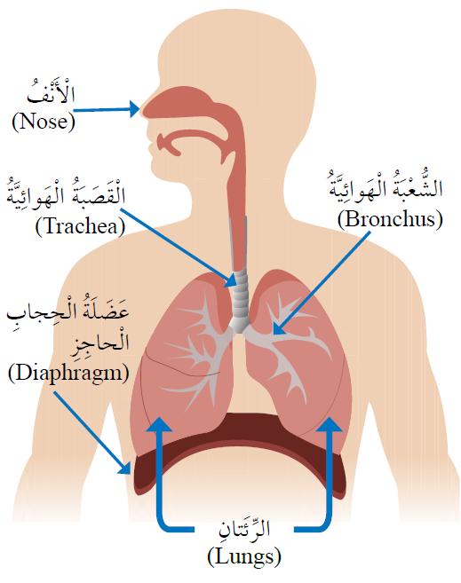 الجهاز التنفسي